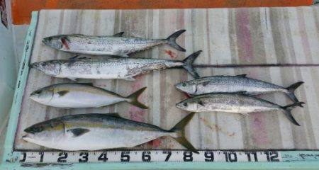 火遠理丸（ほおりまる） 釣果