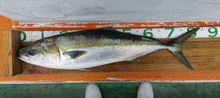 火遠理丸（ほおりまる） 釣果