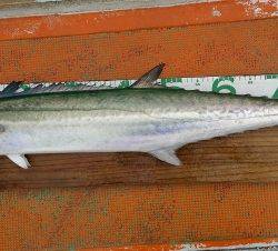 火遠理丸（ほおりまる） 釣果