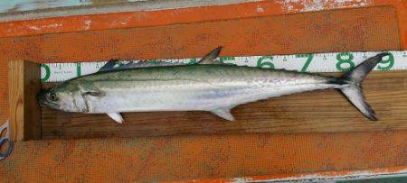 火遠理丸（ほおりまる） 釣果