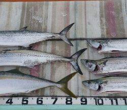 火遠理丸（ほおりまる） 釣果