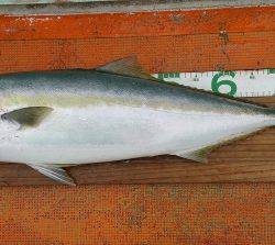 火遠理丸（ほおりまる） 釣果