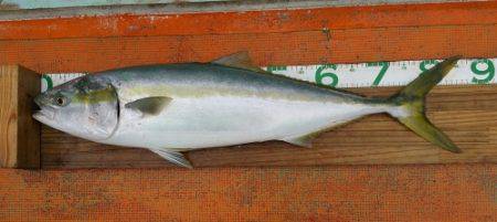 火遠理丸（ほおりまる） 釣果