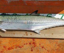 火遠理丸（ほおりまる） 釣果