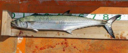 火遠理丸（ほおりまる） 釣果