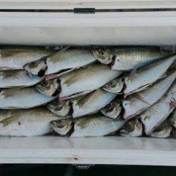 火遠理丸（ほおりまる） 釣果