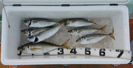 火遠理丸（ほおりまる） 釣果