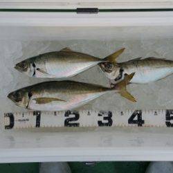 火遠理丸（ほおりまる） 釣果