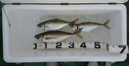 火遠理丸（ほおりまる） 釣果