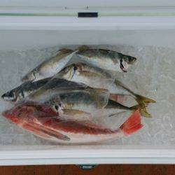 火遠理丸（ほおりまる） 釣果