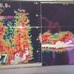火遠理丸（ほおりまる） 釣果