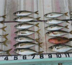 火遠理丸（ほおりまる） 釣果