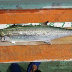 火遠理丸（ほおりまる） 釣果