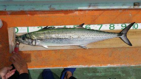 火遠理丸（ほおりまる） 釣果