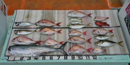 火遠理丸（ほおりまる） 釣果