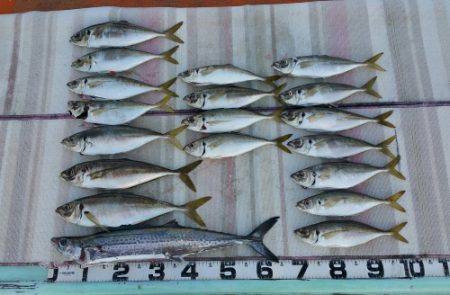 火遠理丸（ほおりまる） 釣果