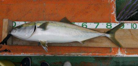 火遠理丸(ほおりまる) 釣果