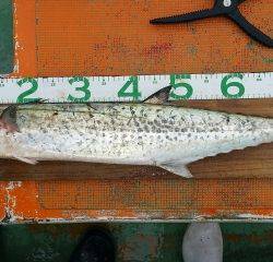 火遠理丸(ほおりまる) 釣果