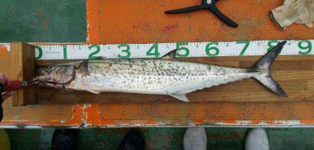 火遠理丸(ほおりまる) 釣果