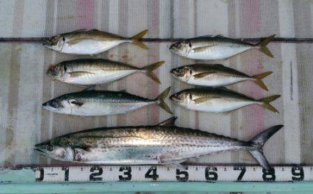 火遠理丸(ほおりまる) 釣果