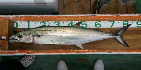 火遠理丸(ほおりまる) 釣果