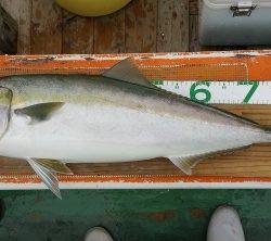 火遠理丸(ほおりまる) 釣果