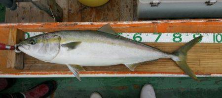 火遠理丸(ほおりまる) 釣果