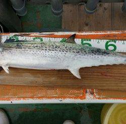 火遠理丸(ほおりまる) 釣果