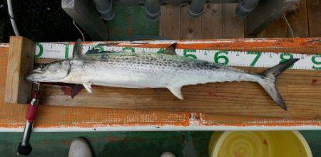 火遠理丸(ほおりまる) 釣果