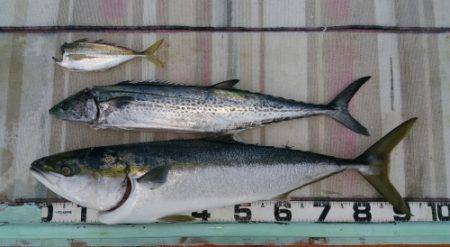 火遠理丸(ほおりまる) 釣果