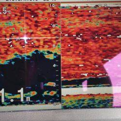 火遠理丸(ほおりまる) 釣果