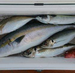 火遠理丸（ほおりまる） 釣果