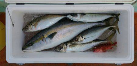 火遠理丸（ほおりまる） 釣果