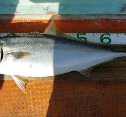 火遠理丸（ほおりまる） 釣果