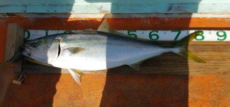 火遠理丸（ほおりまる） 釣果