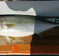 火遠理丸（ほおりまる） 釣果