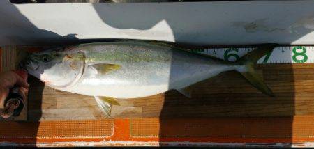 火遠理丸（ほおりまる） 釣果