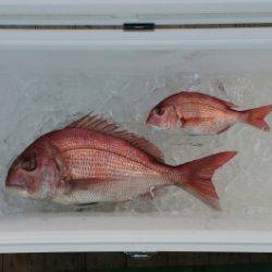 火遠理丸（ほおりまる） 釣果