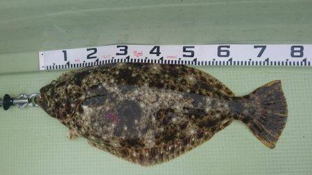 気仙沼　つり丸 釣果