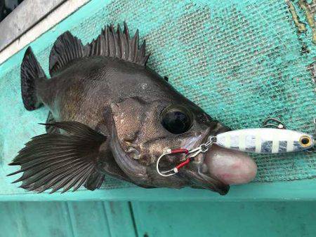 広進丸 釣果