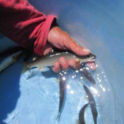 狩野川(狩野川漁業協同組合) 釣果