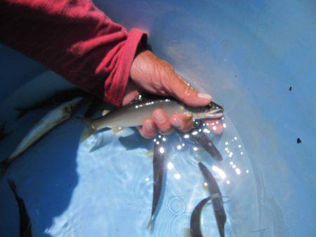 狩野川（狩野川漁業協同組合） 釣果