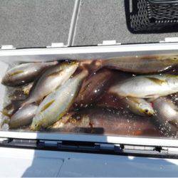 第二大福丸 釣果