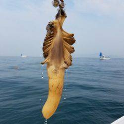 遊漁船 ニライカナイ 釣果