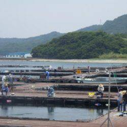 淡路じゃのひれフィッシングパーク 釣果