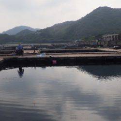 淡路じゃのひれフィッシングパーク 釣果