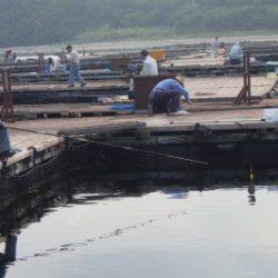 淡路じゃのひれフィッシングパーク 釣果