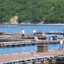 淡路じゃのひれフィッシングパーク 釣果