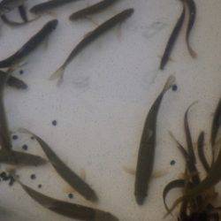 淡路じゃのひれフィッシングパーク 釣果