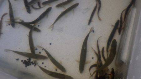 淡路じゃのひれフィッシングパーク 釣果